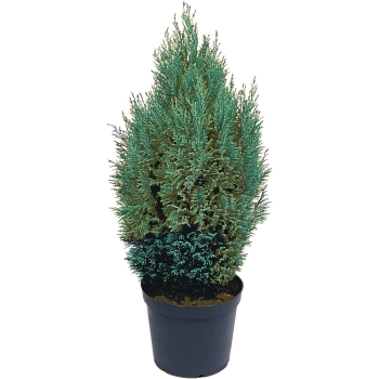 Cây sơn tùng bầu đất